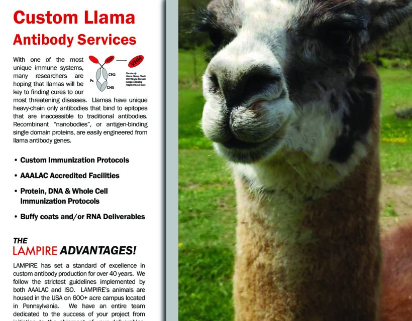 llama