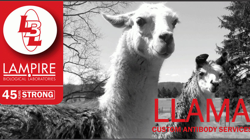 June Featured Flyer - Homepage