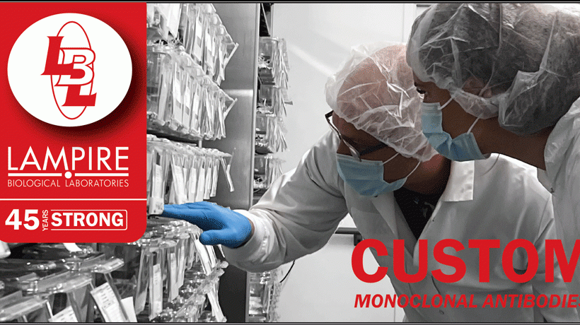 Custom Monoclonal