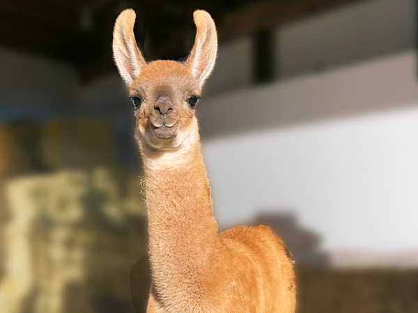 Llama