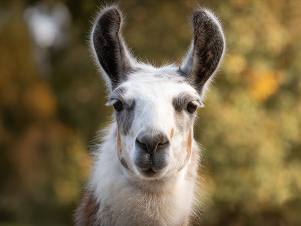 Llama