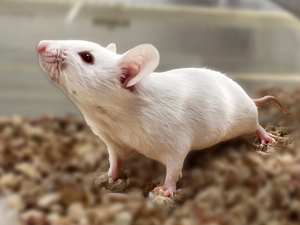 Rodent