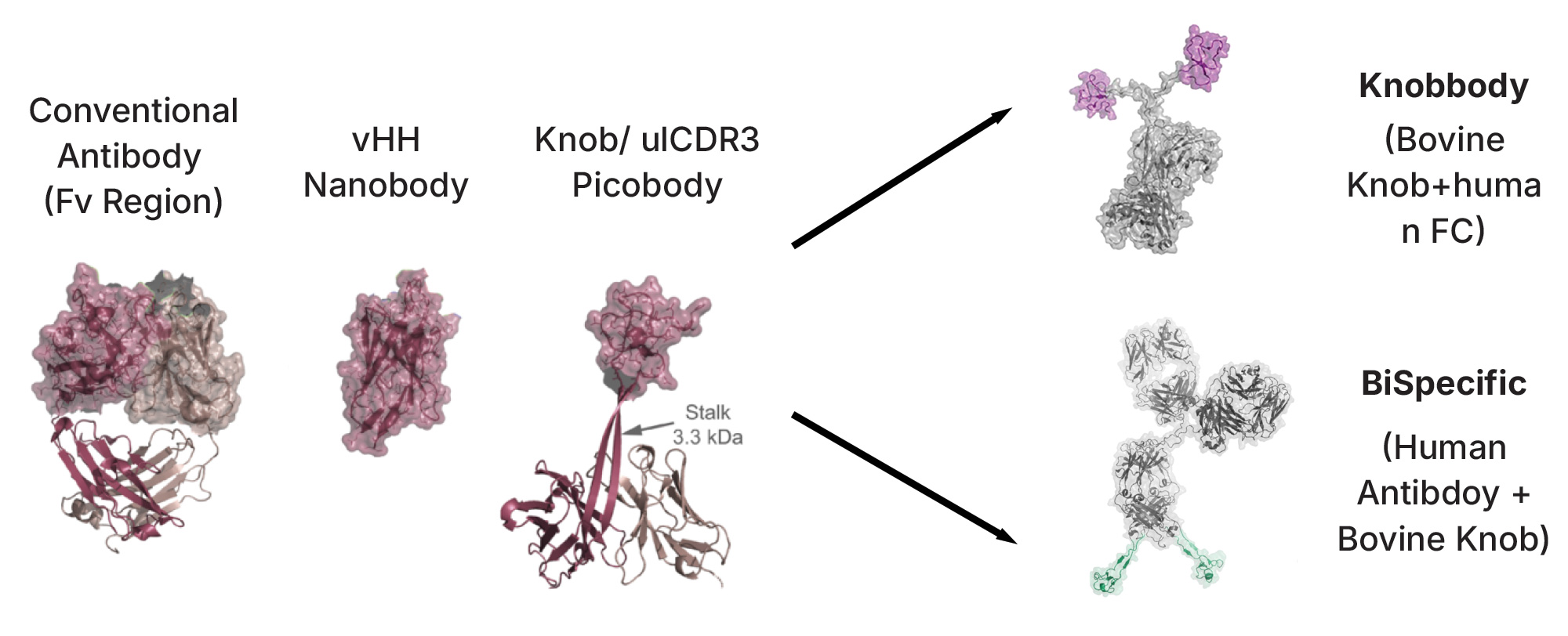 Lampire Bovine Monoclonal Antibody Generation Flow Chart