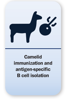 llama polyclonal capabilities