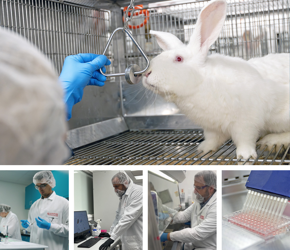 Lampire Rabbit Monoclonal Antibody Generation