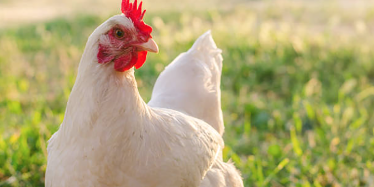 Screenshot 2025-11-25 at 3.11.56 PM