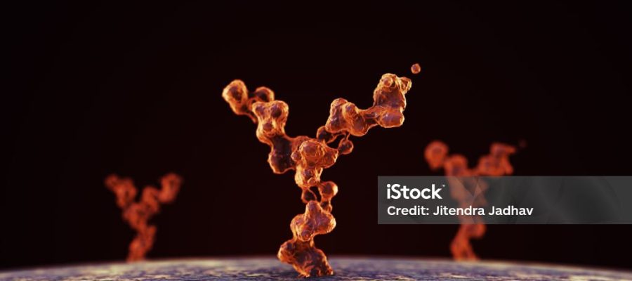 Antibody binding to human cell receptors is a crucial aspect of the immune response and plays a fundamental role in various physiological processes, including immune defense, signaling, and regulation of cellular functions. Antibodies, also known as immunoglobulins, are proteins produced by the immune system in response to the presence of foreign substances, such as pathogens or abnormal cells.