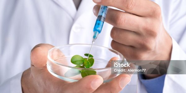 Doctor with syringe and young green plant Doctor with syringe and young green plant