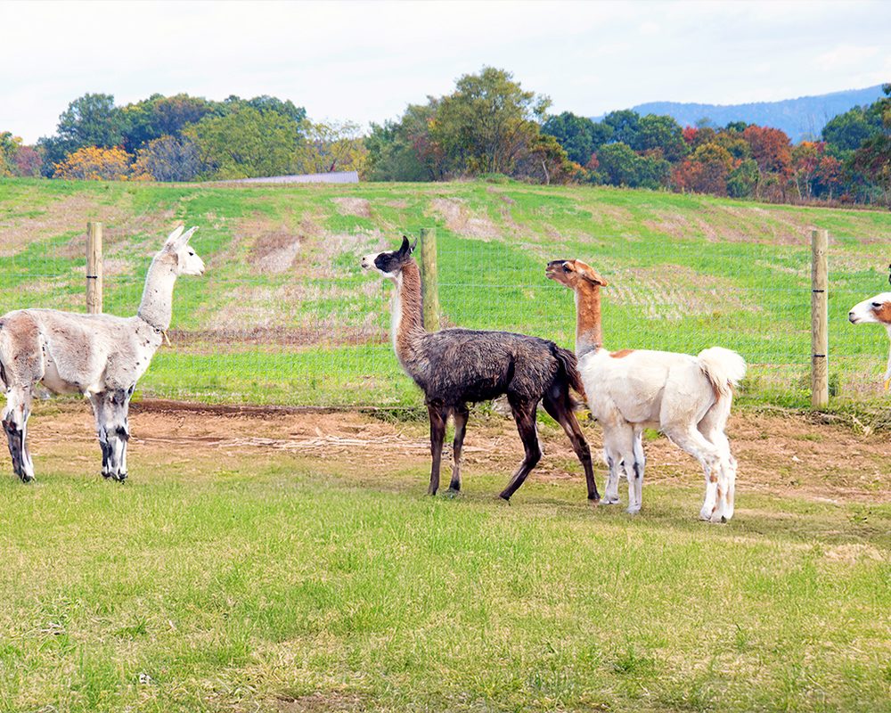 lampire-everett-farm-05