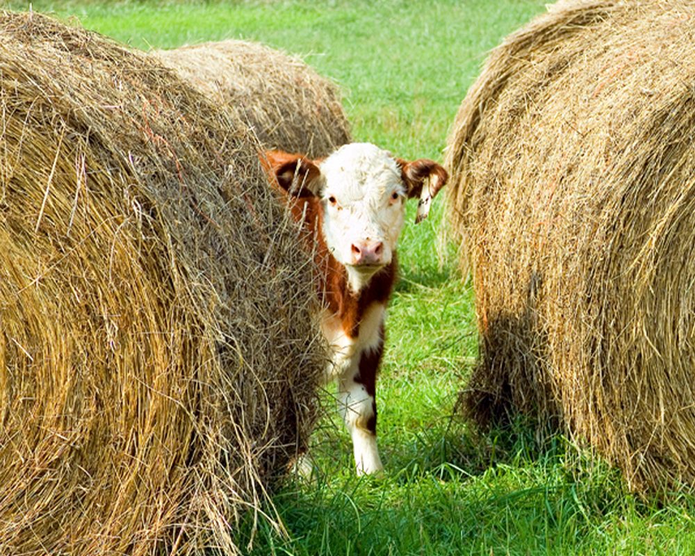 lampire-everett-farm-09