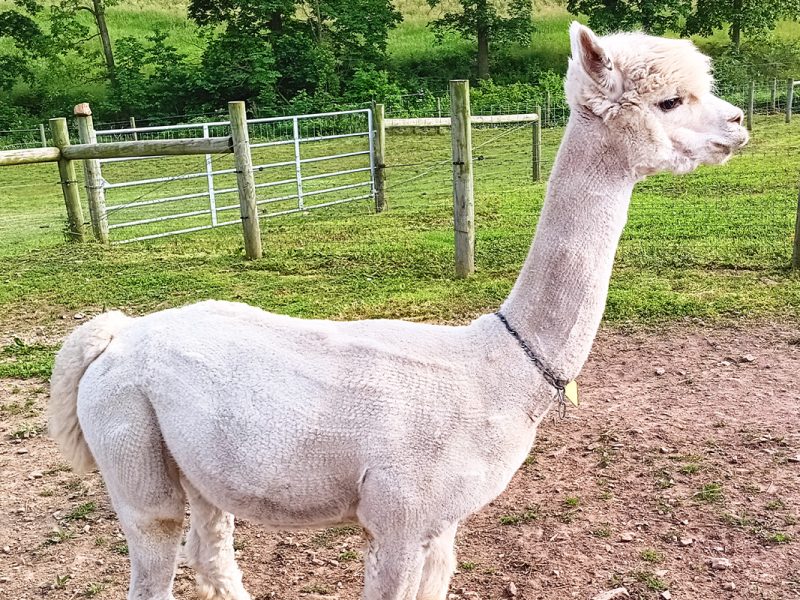 lampire-featured-image-alpacas1