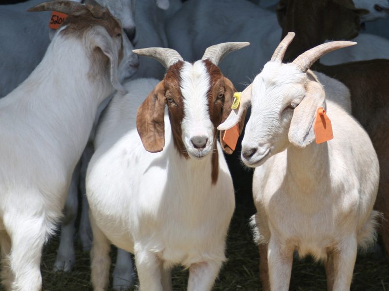 lampire-featured-image-goats1