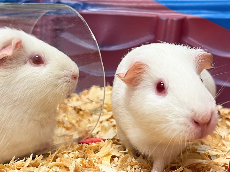 lampire-featured-image-other