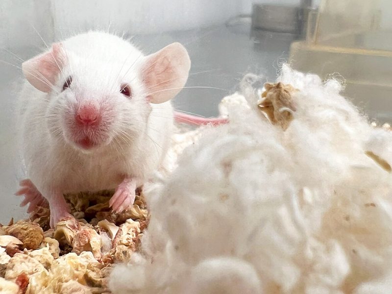 lampire-featured-image-rats1