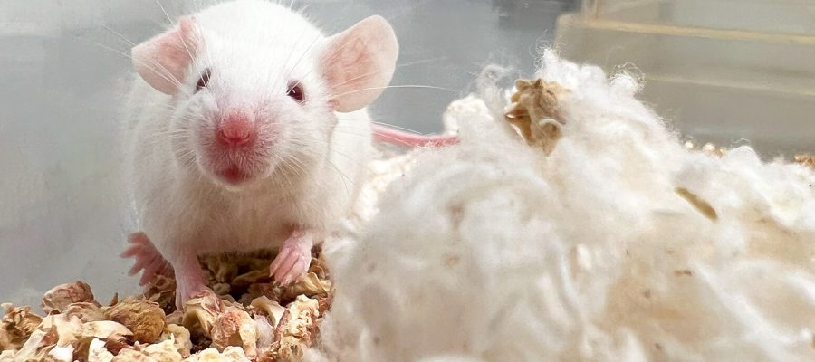 lampire-featured-image-rats1