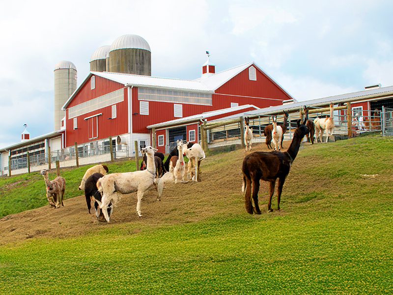 Lampire - Llamas on farm