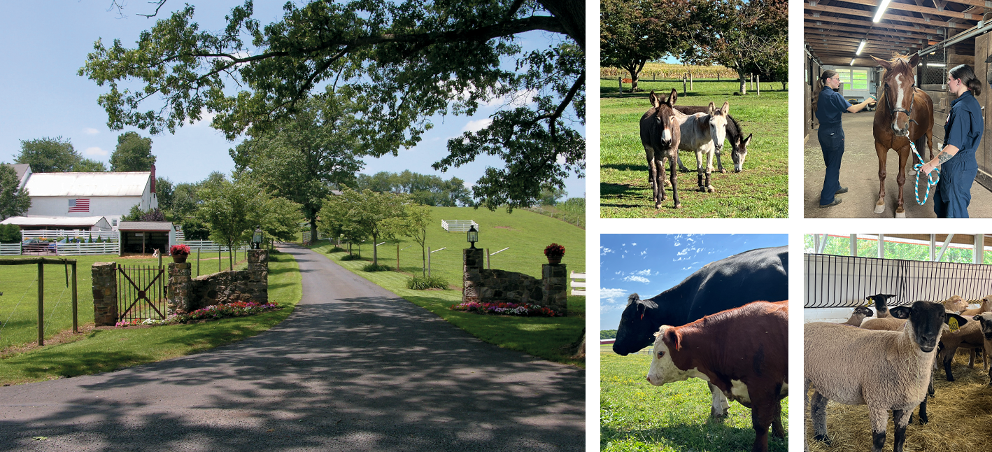 Lampire Ottsville Farm