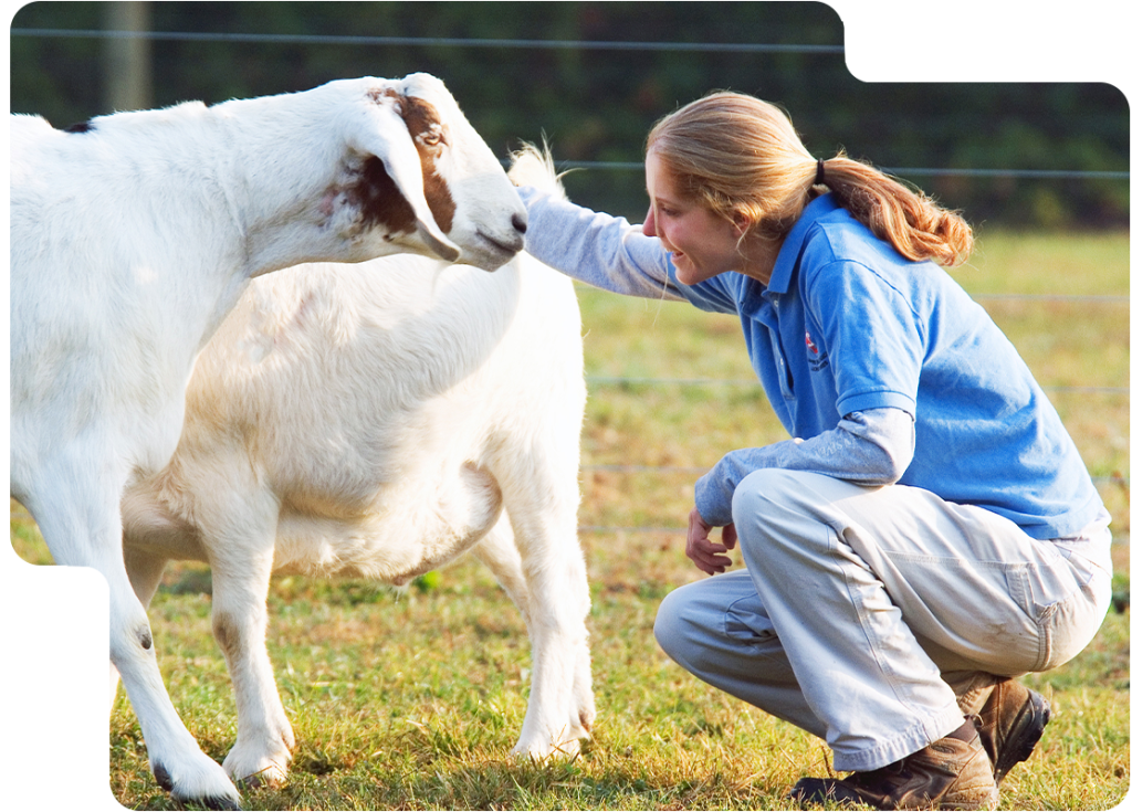 Lampire Animal Husbandry