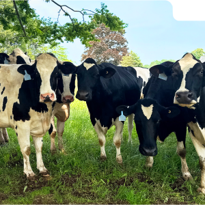 Lampire Bovine