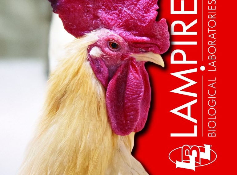 Lampire Biological Laboratory chickens