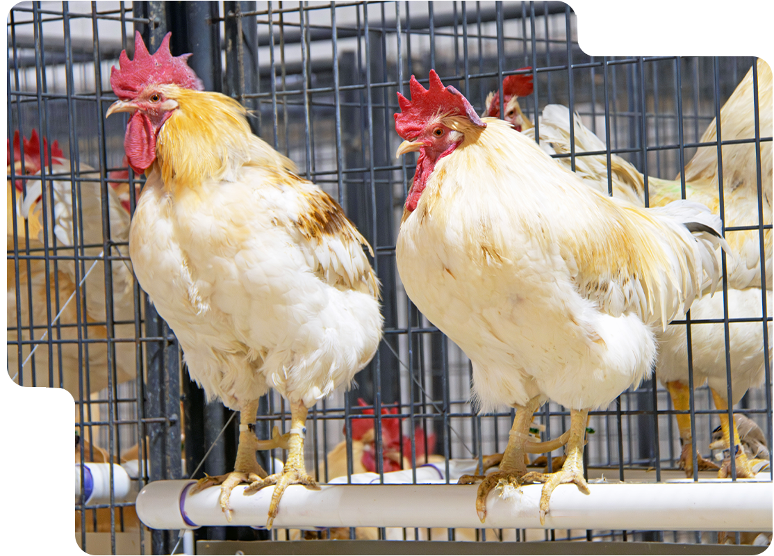 Lampire Chicken Polyclonal Antibody Generation