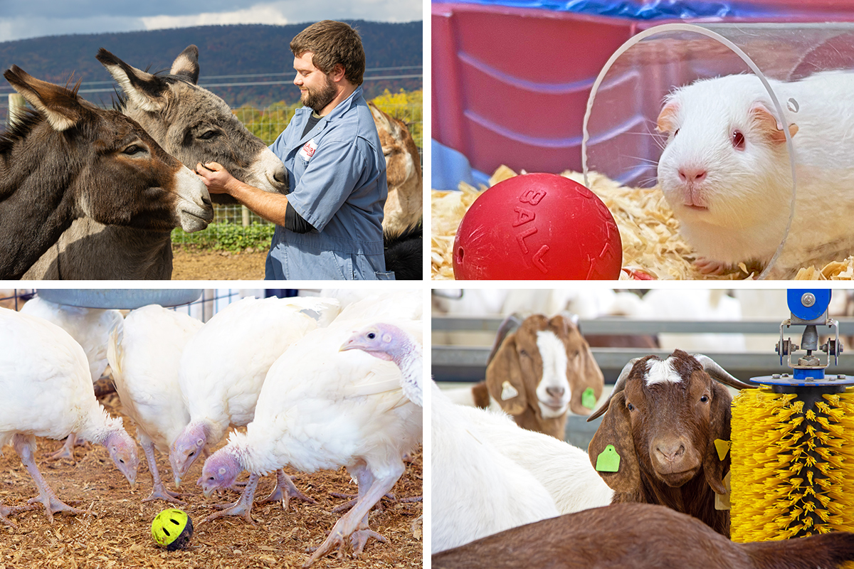 lampire animal enrichment program