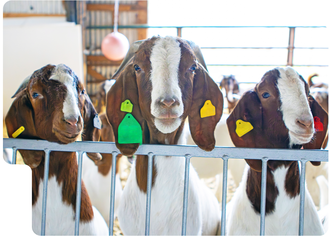 Lampire Goat and Sheep Polyclonal Antibody Generation