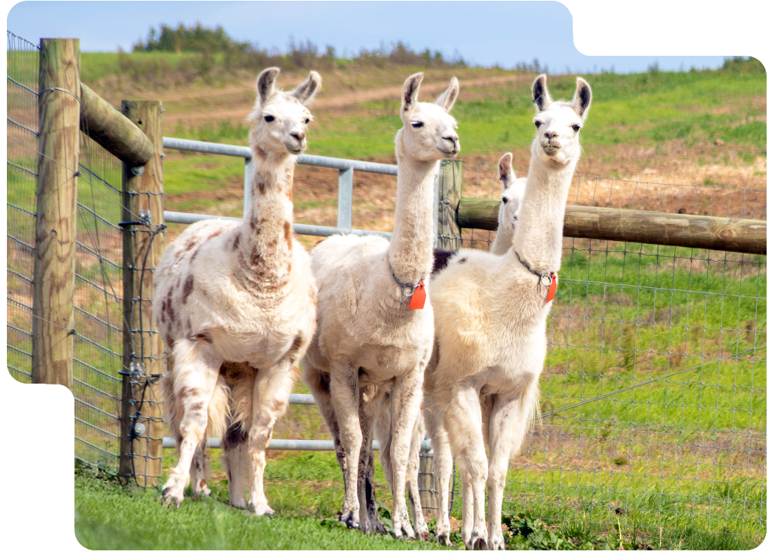 Lampire Llama Polyclonal Antibody Generation