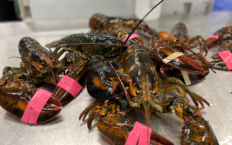 Introduced Lobster Hemocyanin (LLH) Novel Carrier Protein