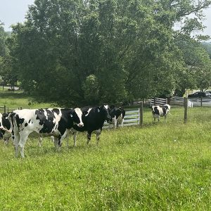 Lampire Ottsville Farm Cows
