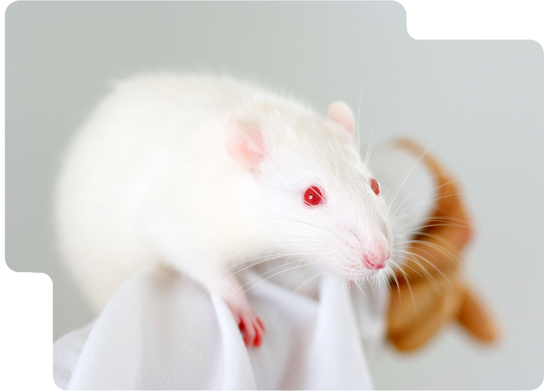 LAMPIRE Rodents Model