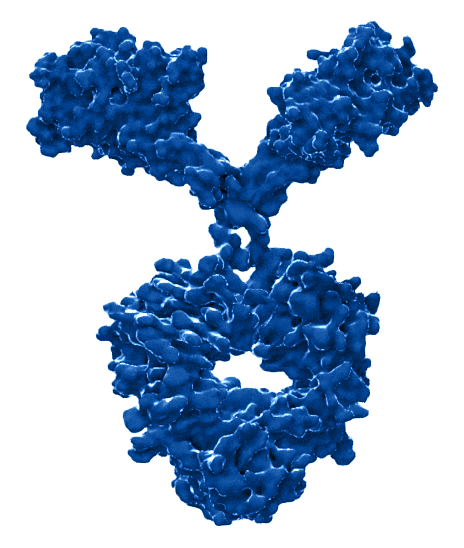 camelid monoclonal vHH nanobody