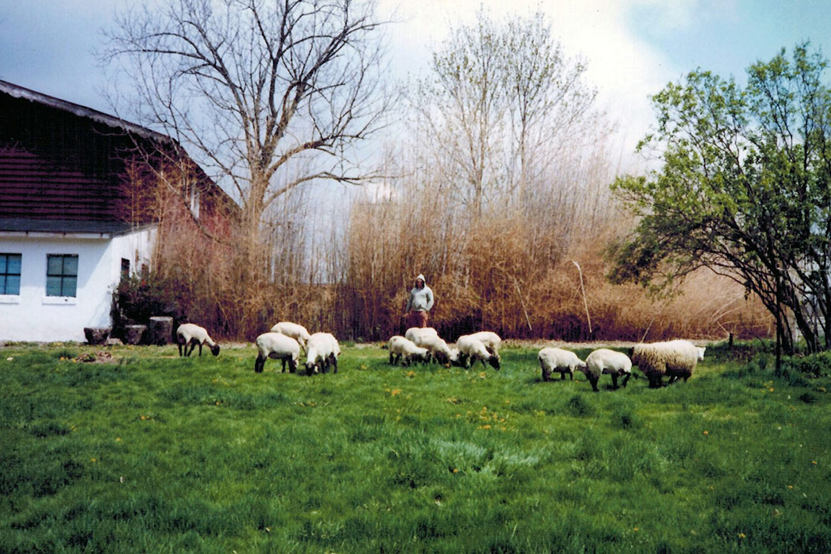 Lampire was founded in 1977 by Gregory F. Krug and Craig Tarler. They started bleeding sheep in open fields to collect vital raw materials for the growing biotech industry.