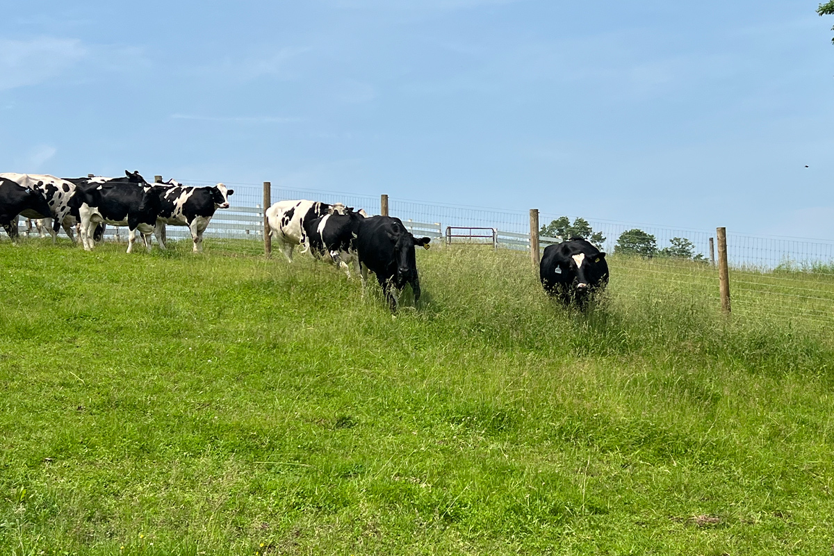 Two large animal production facilities established in Carversville and Ottsville, PA